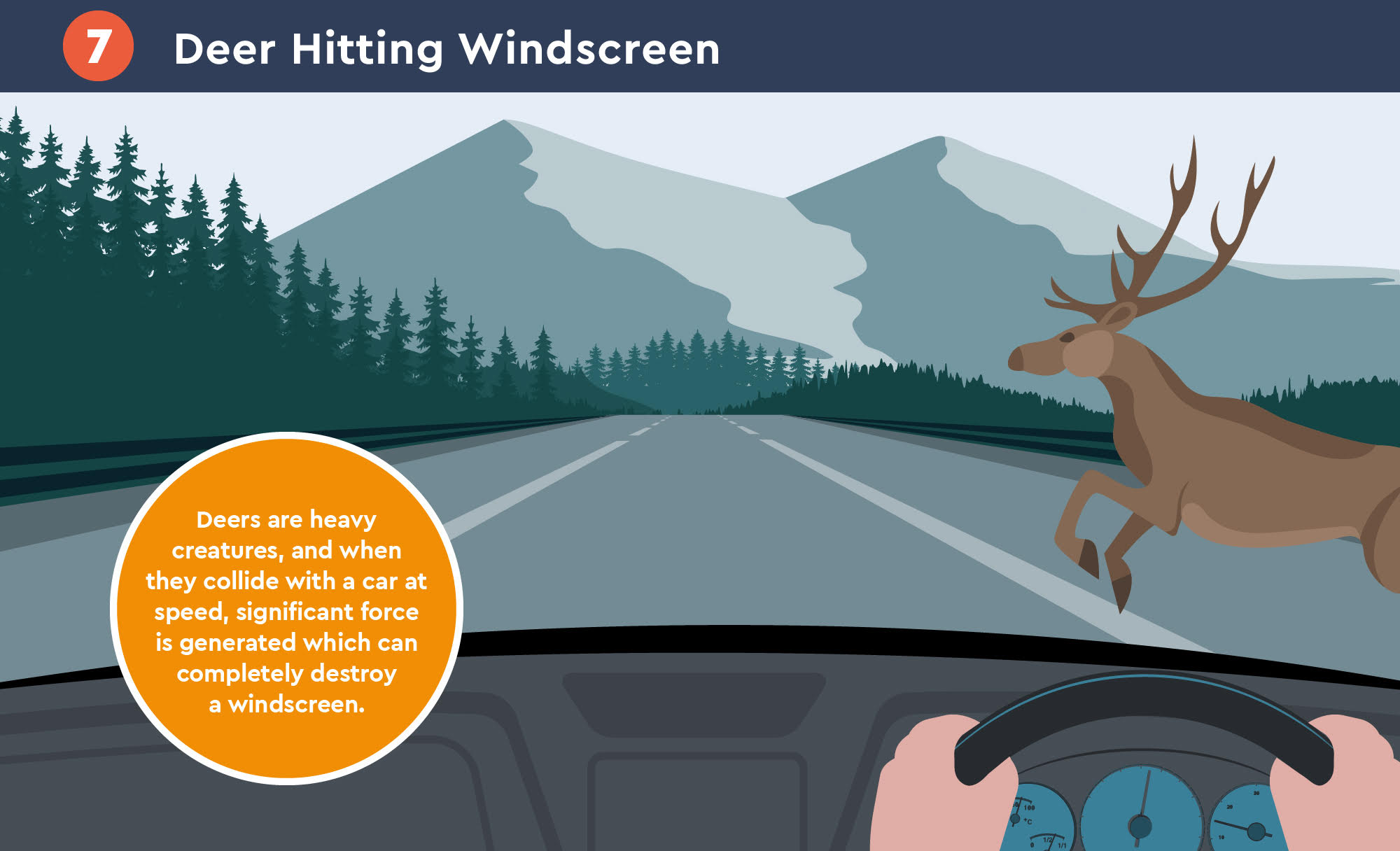 Deer Hitting the Windscreen